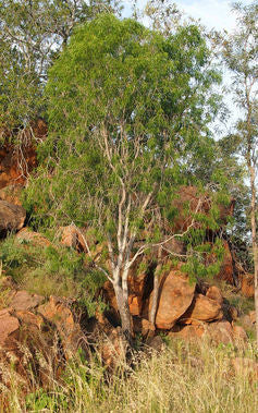 Indigenous Medicine, a fusion of ritual and remedy