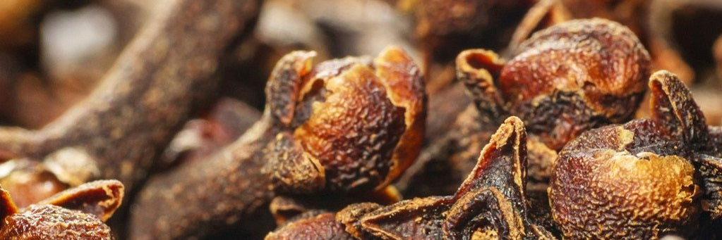 Clove Bud Essential Oil Health Benefits And Uses