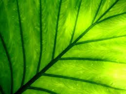 The Many Health Benefits of Chlorophyll