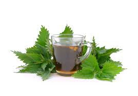 The Many Benefits Of Nettle Tea