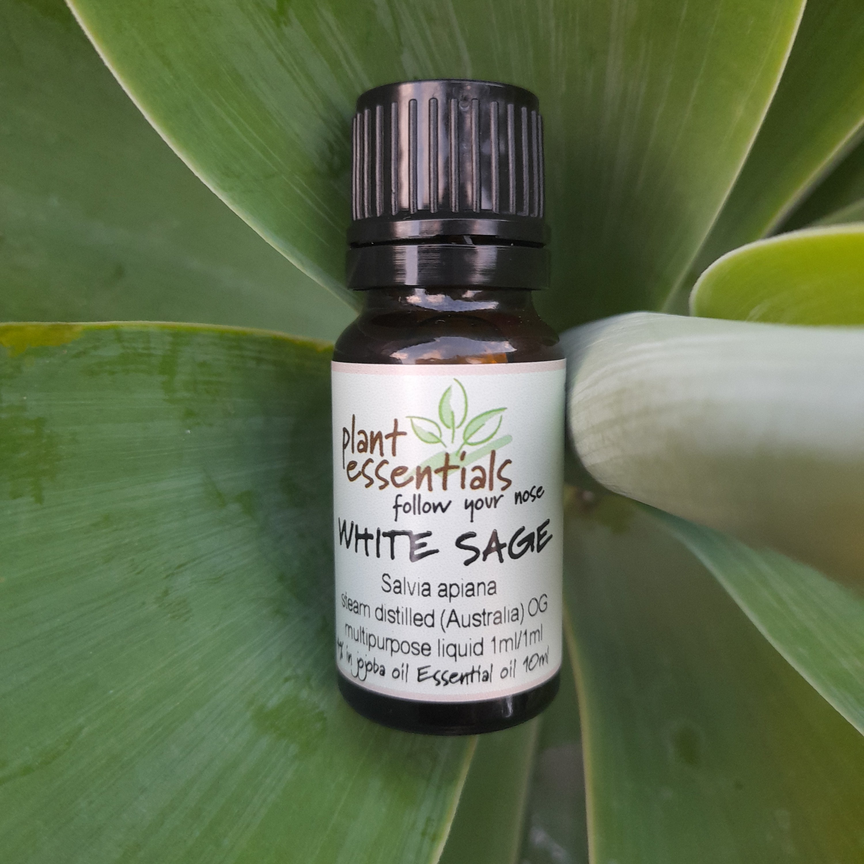 White Sage Essential Oil