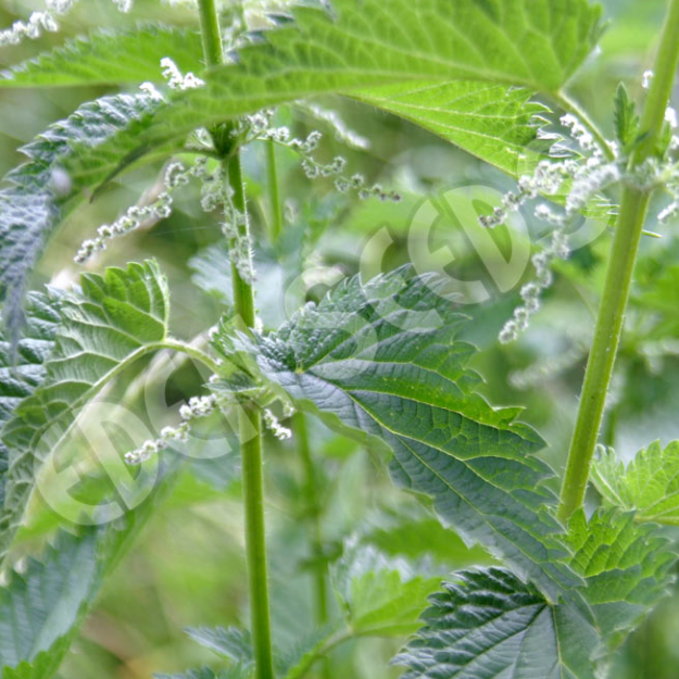 Nettle ~ Seed packet, Eden Seeds Select Organics