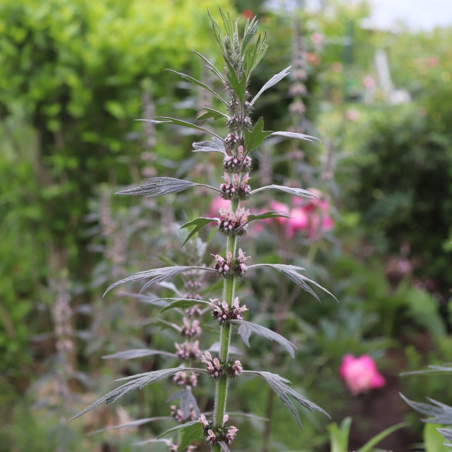Motherwort ~ Seed packet, Eden Seeds