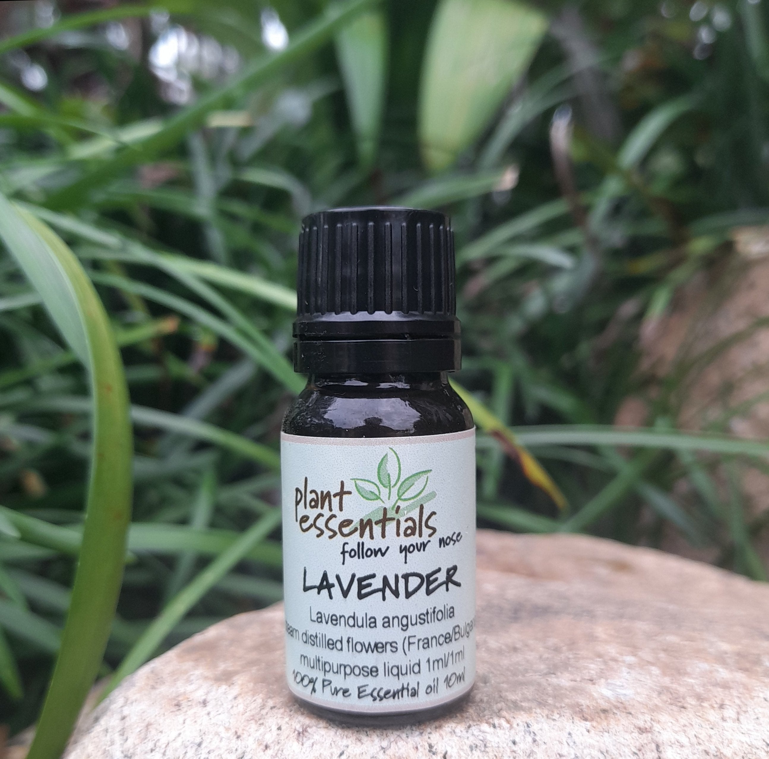 lavender essential oil for plants Lavender essential oil – Plant Essentials