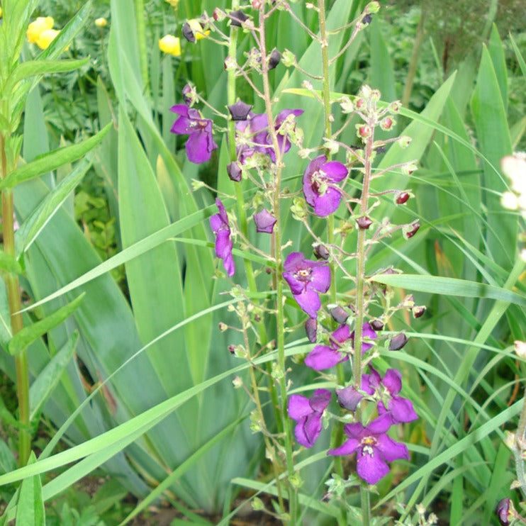 Mullein ~ Seed packet, Eden Seeds