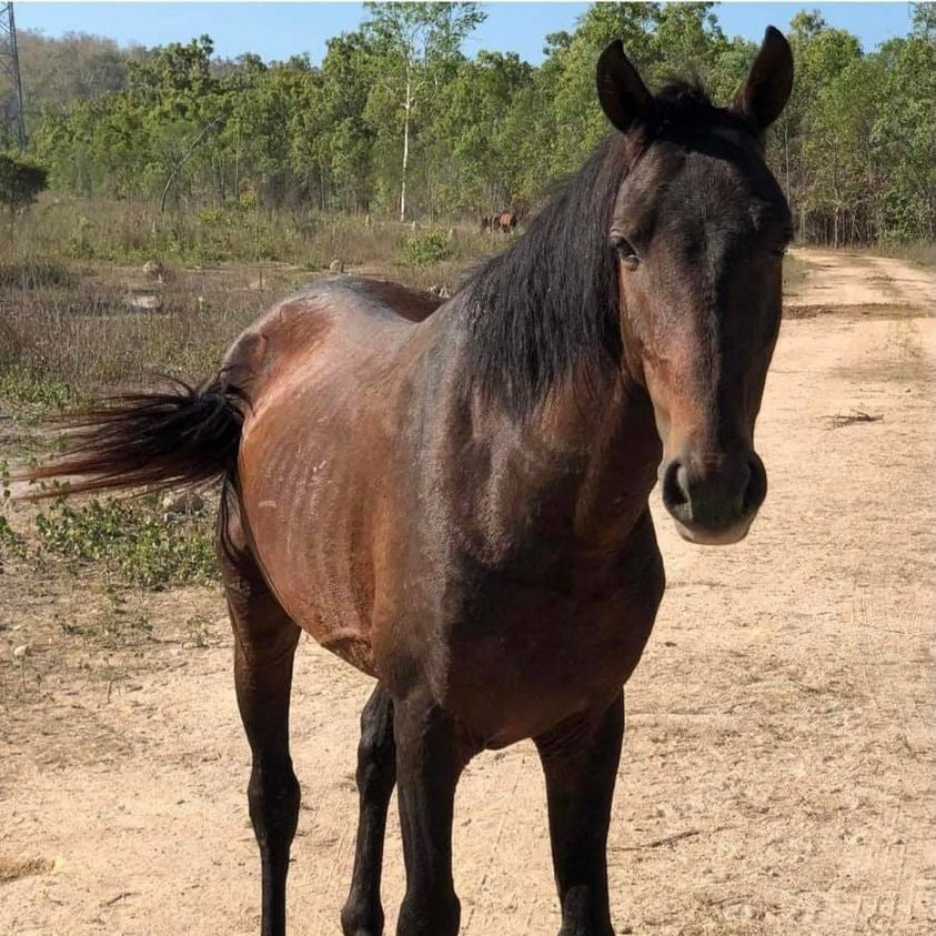 Can you assist Bluewater Brumbies Inc?