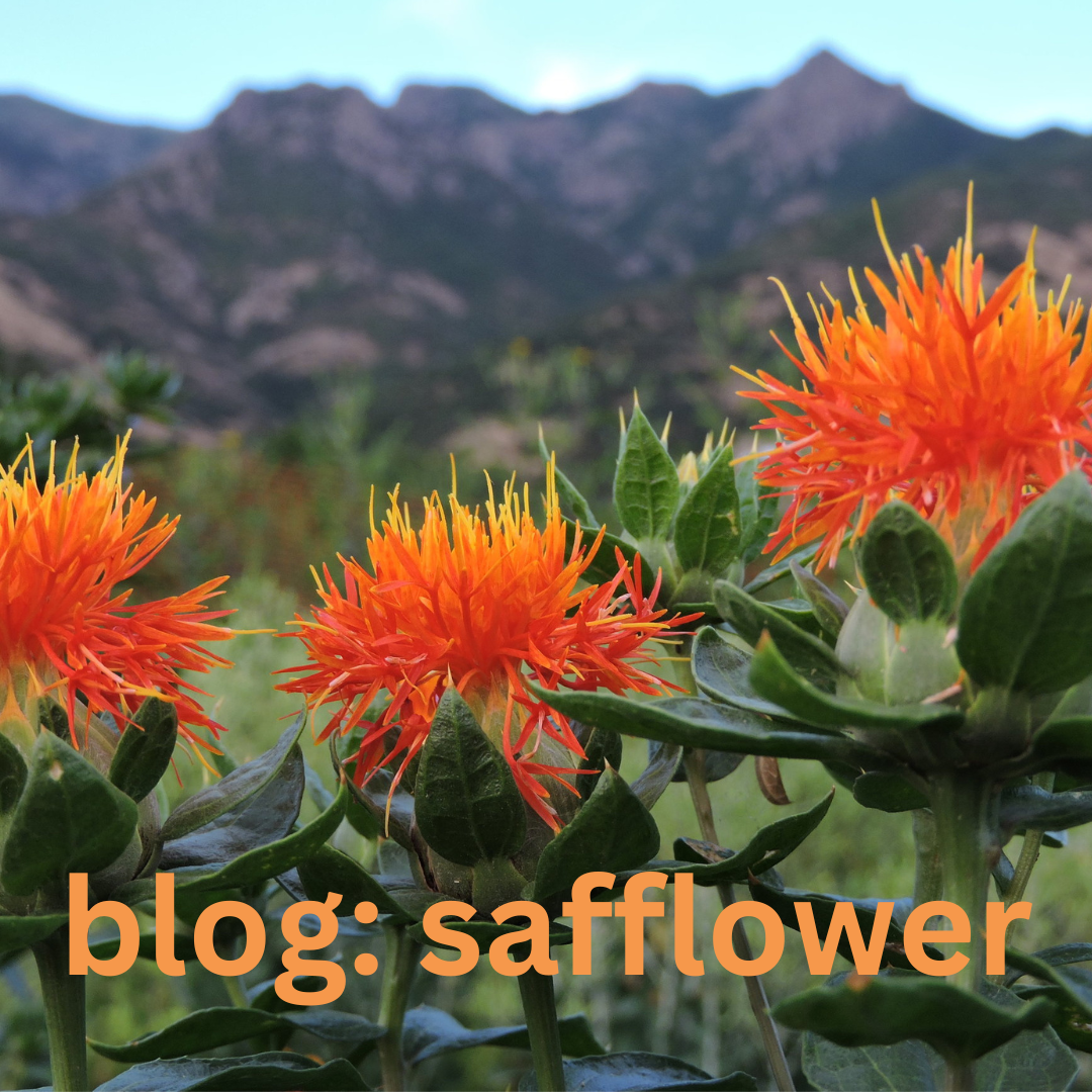 Safflower - Carthamus tinctoris