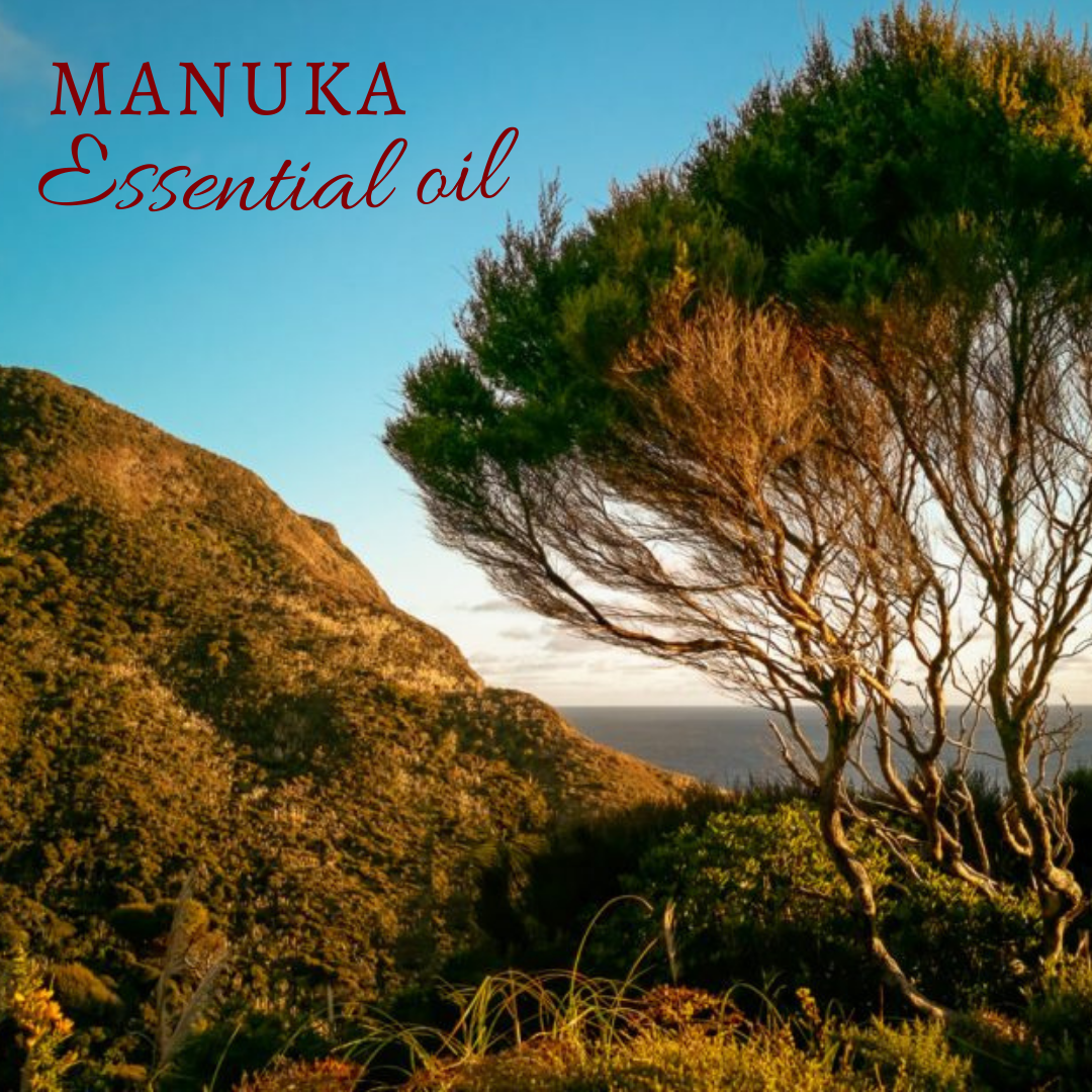 Manuka ~ Leptospermum scoparium