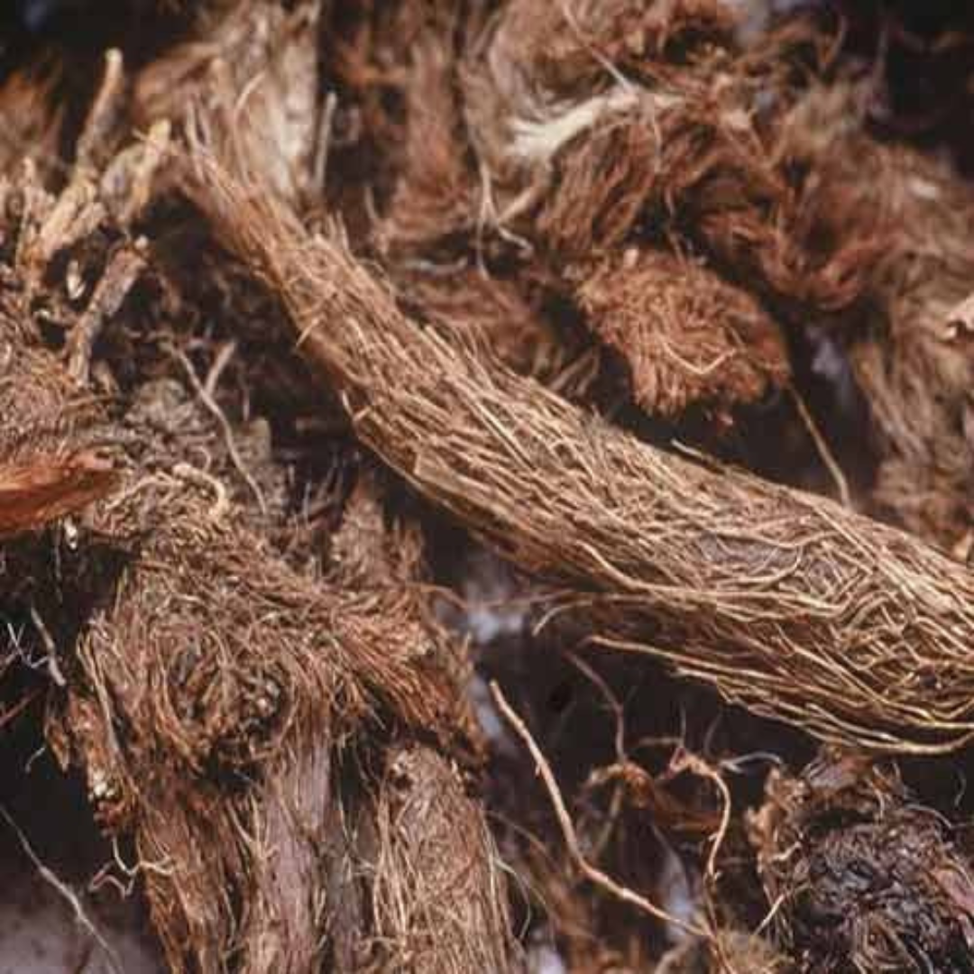 JATAMANSI ~ Nardostachys jatamansi