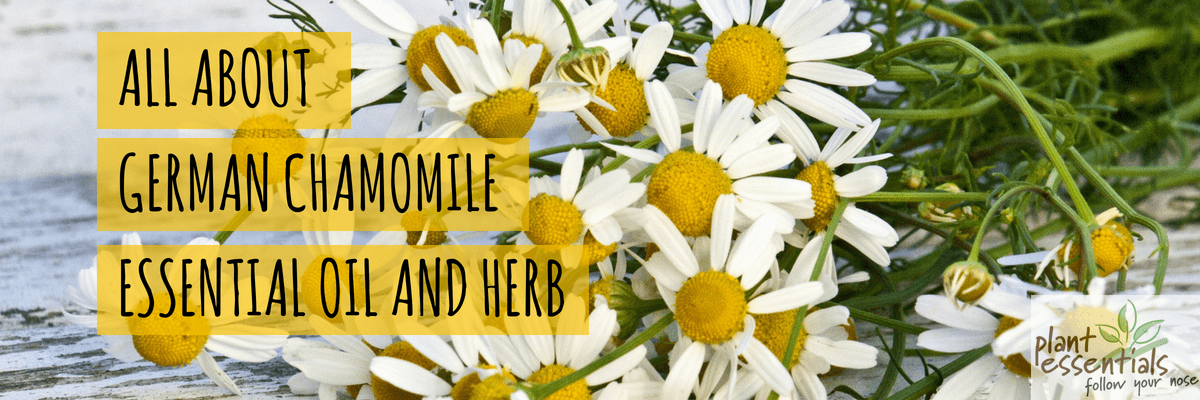 All about German Chamomile Essential Oil And Herb