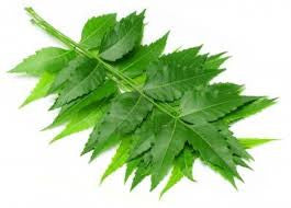 Top Health Benefits Of Neem Herb
