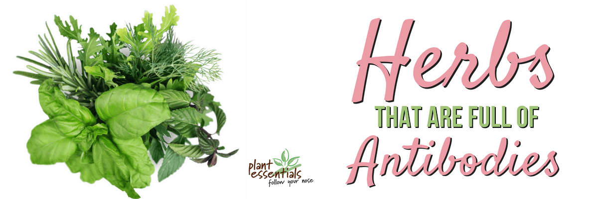 Herbs That Are Full Of Natural Antibiotics