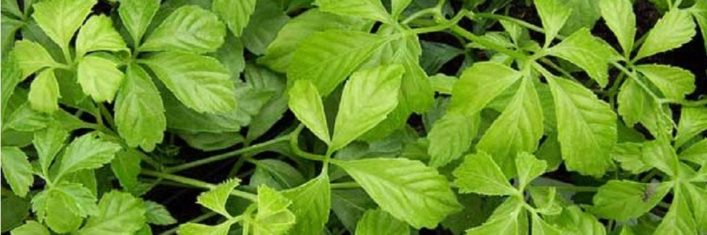 ﻿ Jiaogulan for Weight Loss, Cholesterol, Blood pressure, Energy, Immune System, Endurance, Inflammation, Strength, Longevity
