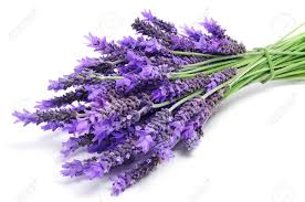 Lavender Oil Uses, the Grandmother of all Herbs and Essential Oils