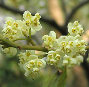 Ode de May Chang Essential Oil