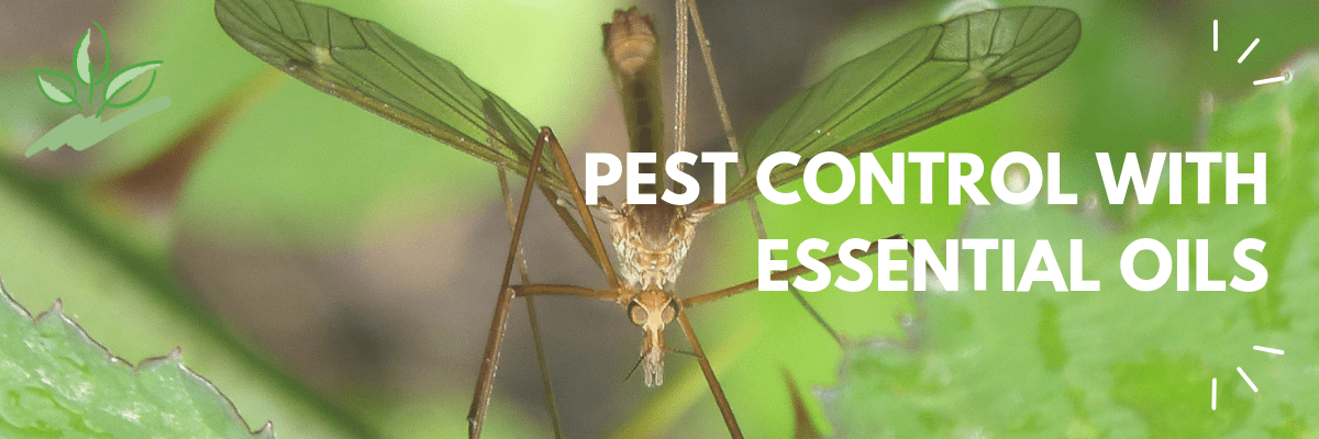 Pest Control with Essential Oils