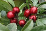 Pain relieving benefits and Uses of Wintergreen essential oil