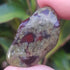 Dragonstone (Dragon bloodstone)