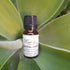 Sandalwood Essential Oil