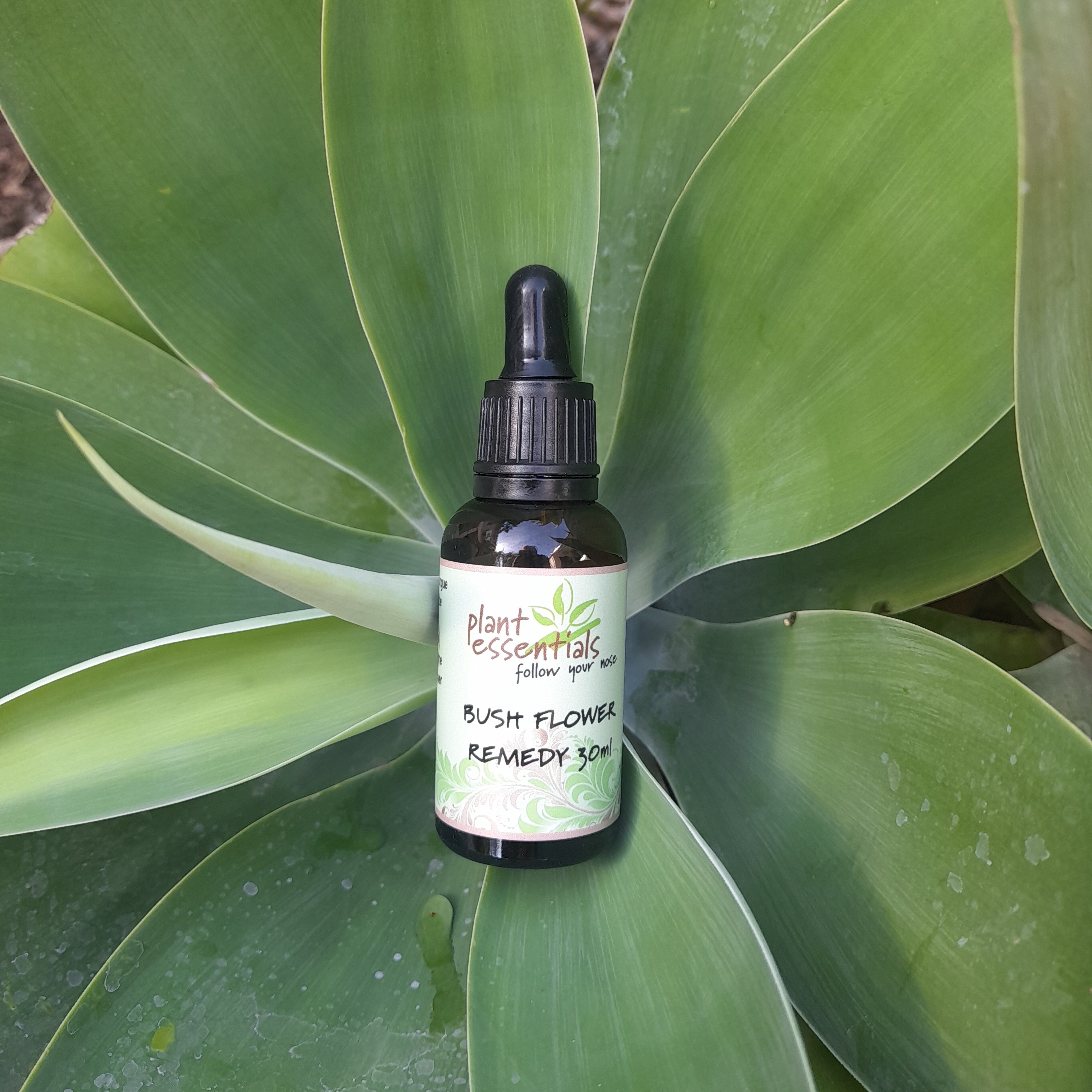 Fringed Violet Bush Flower Essence Drops - 30ml
