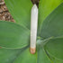 Selenite (Satin Spar) Wand