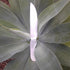 Selenite (Satin Spar) Knife, large