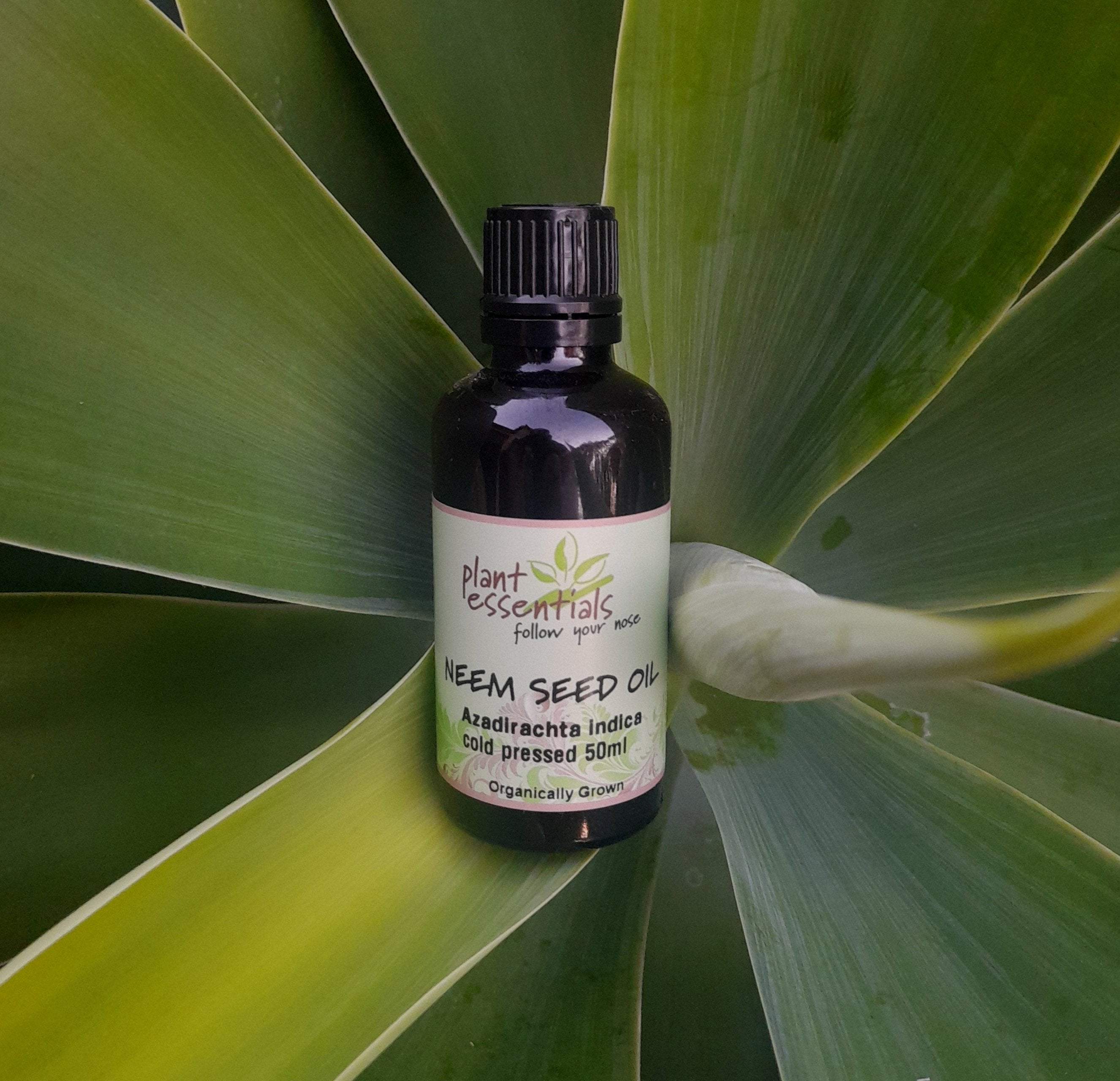 Neem Seed Oil 100ml