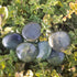 Nephrite Jade ~ flat stone