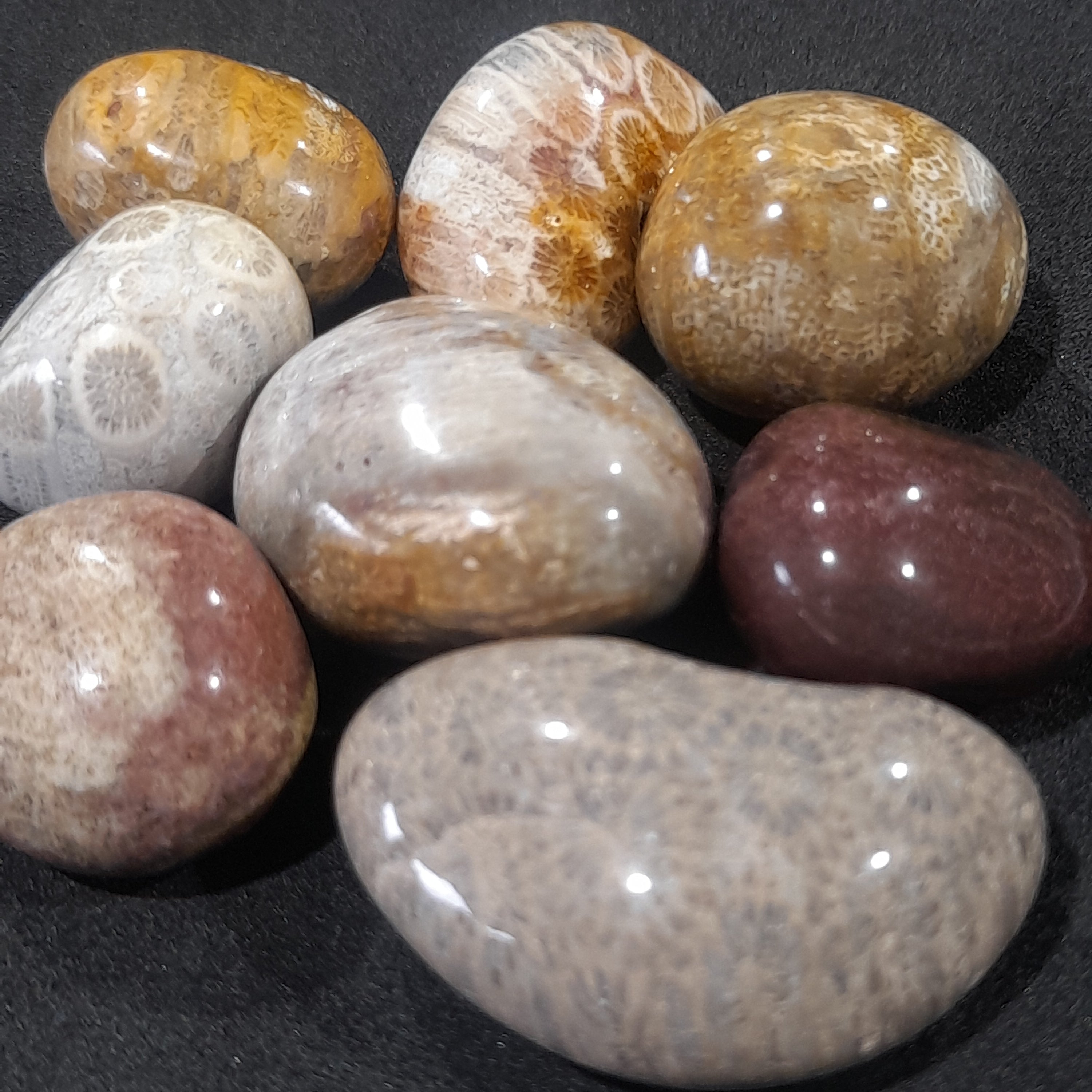 Coral fossil - Tumbled stone
