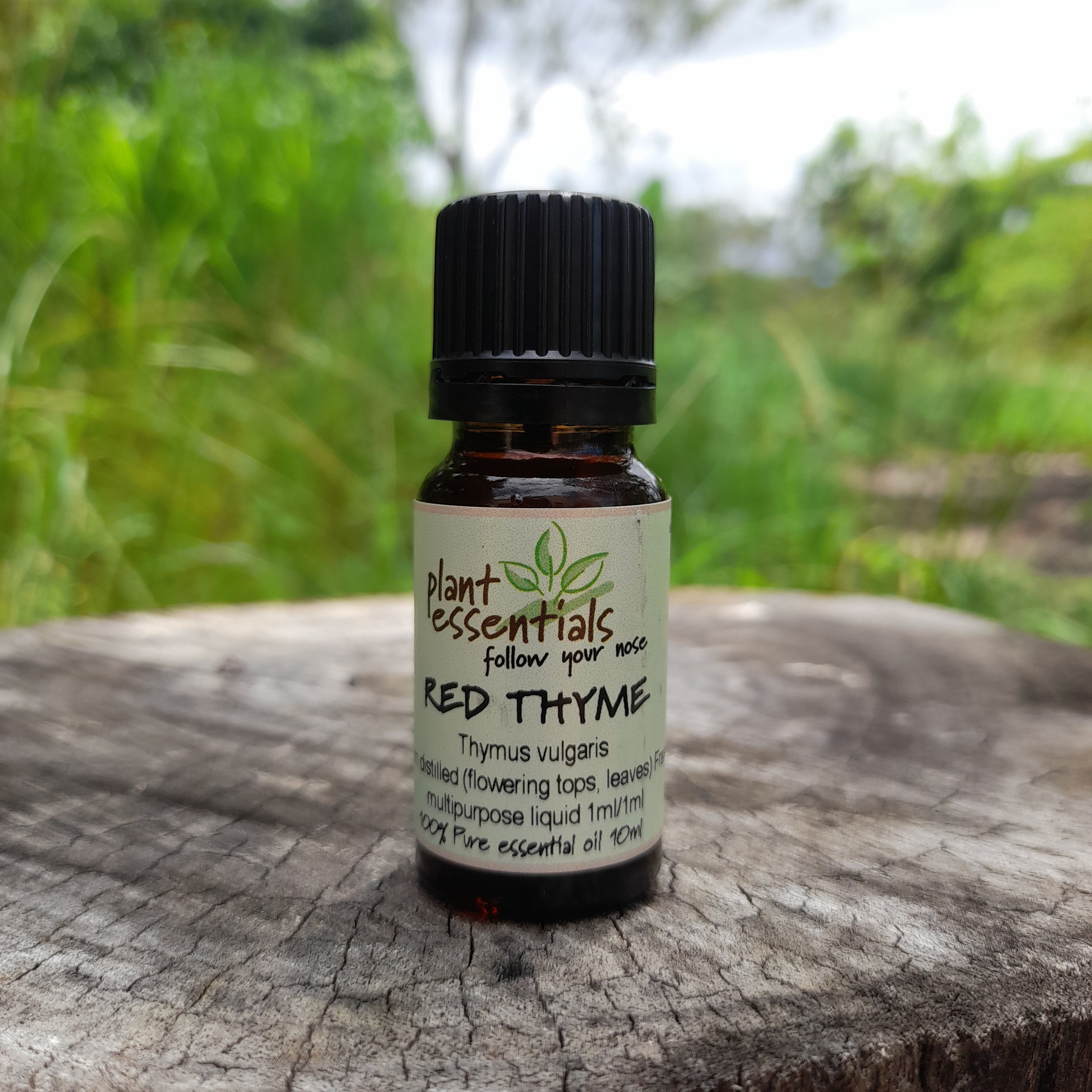 Thyme, Red Essential Oil