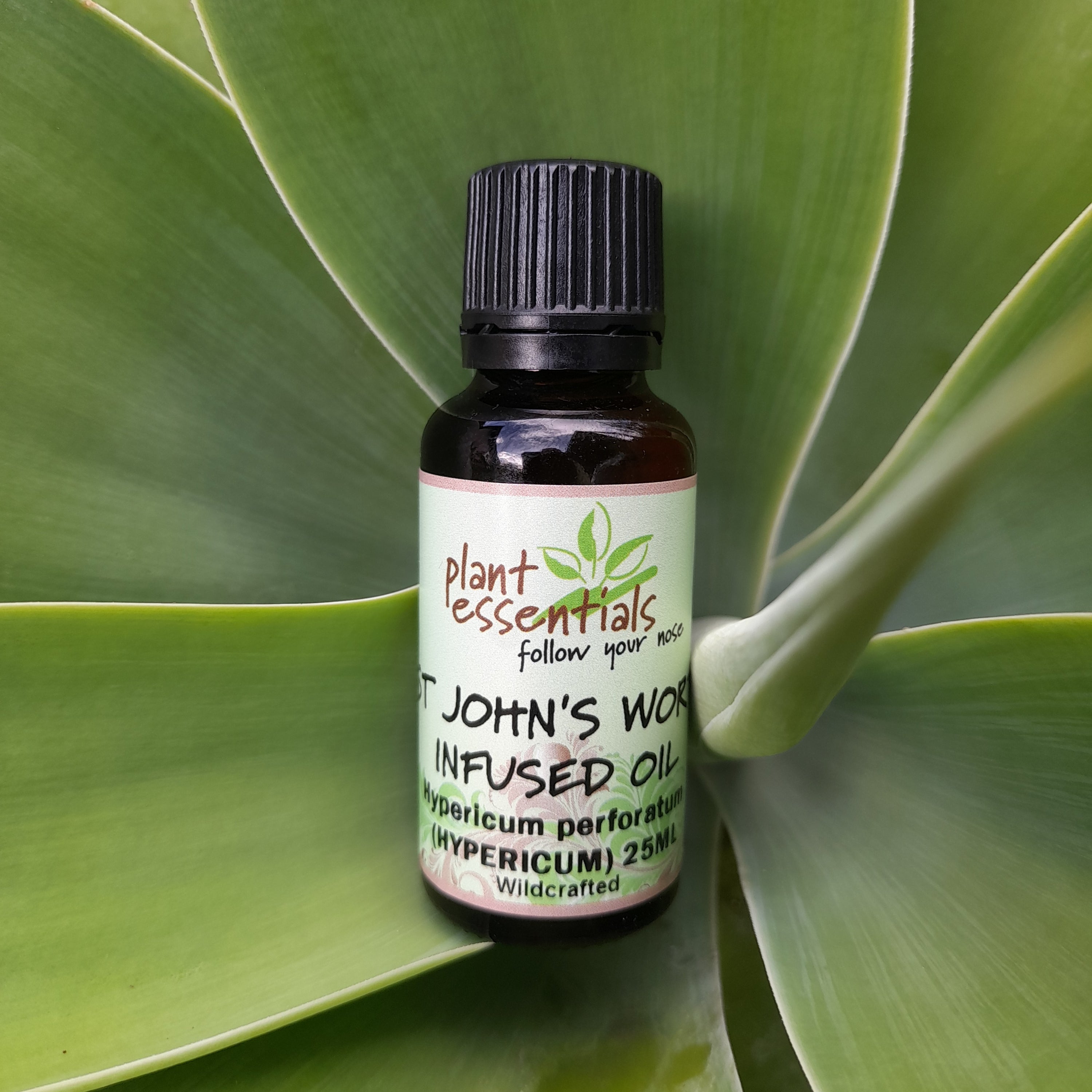 St John's Wort Infused Oil 30ml
