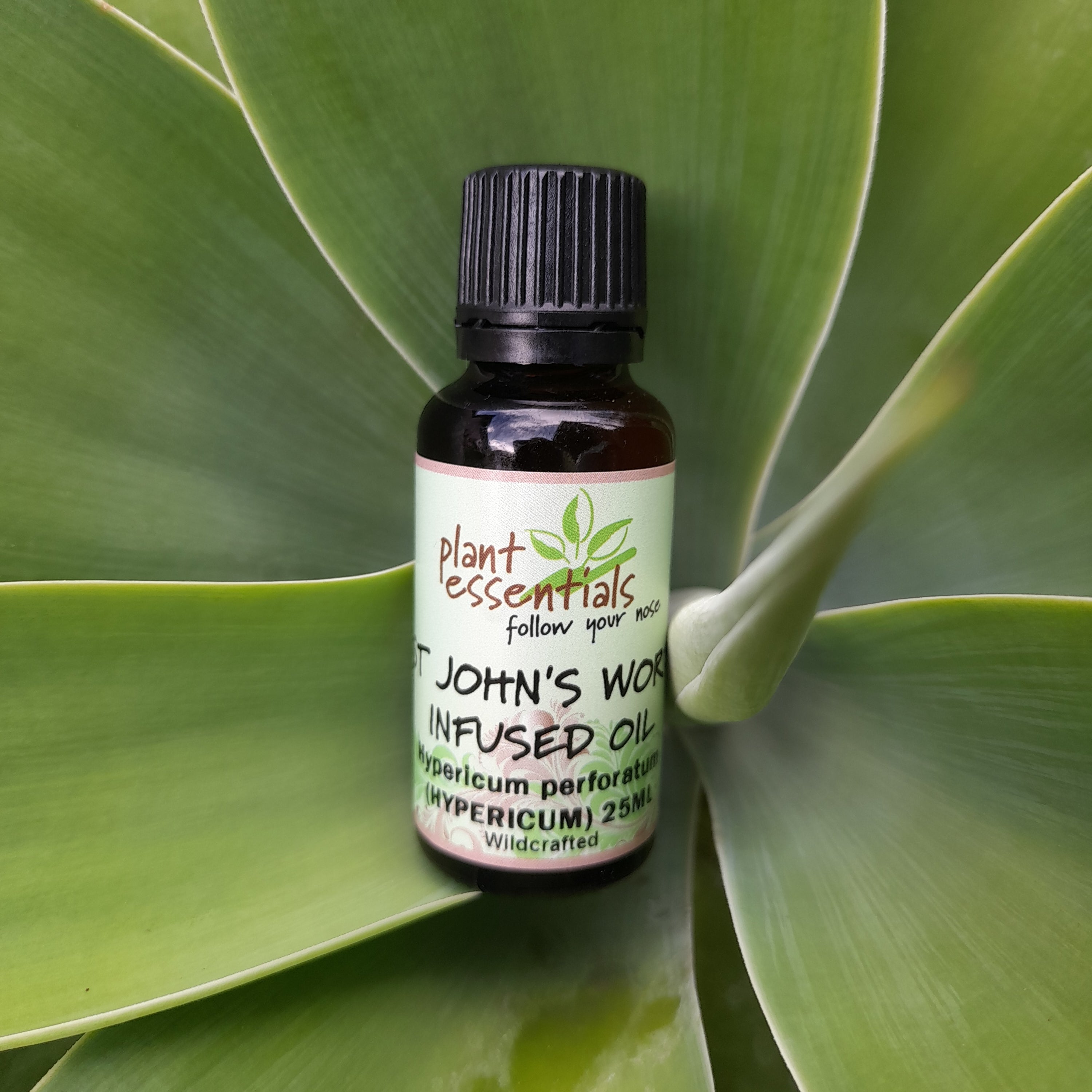 St John's Wort Infused Oil 30ml