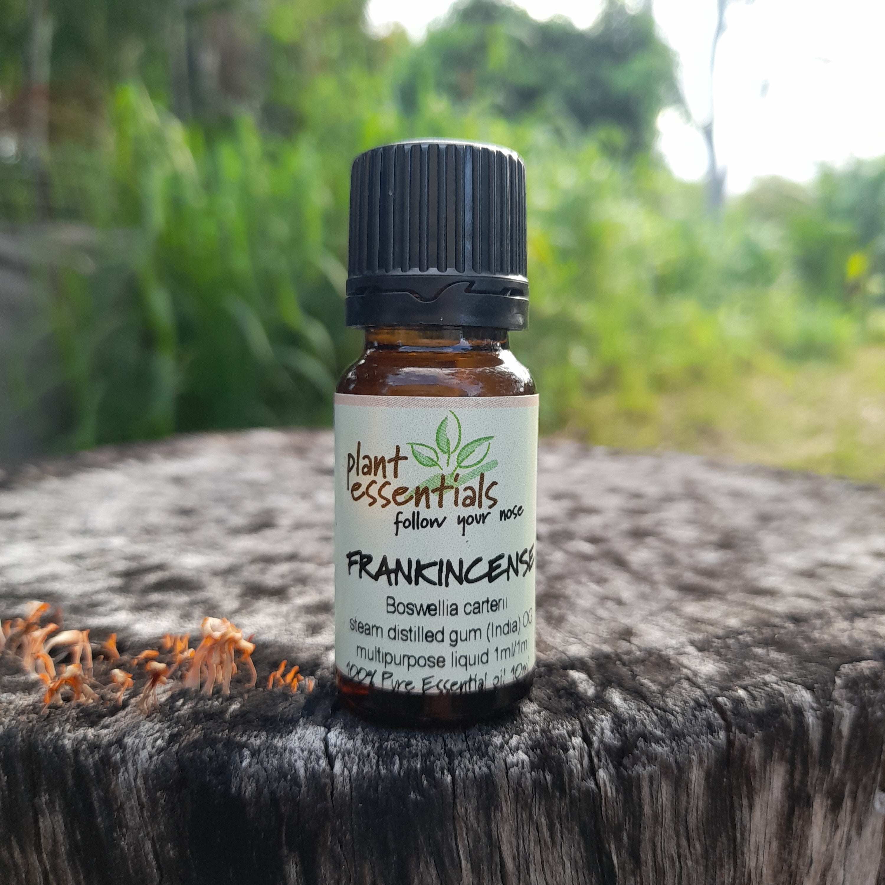 Frankincense Essential Oil