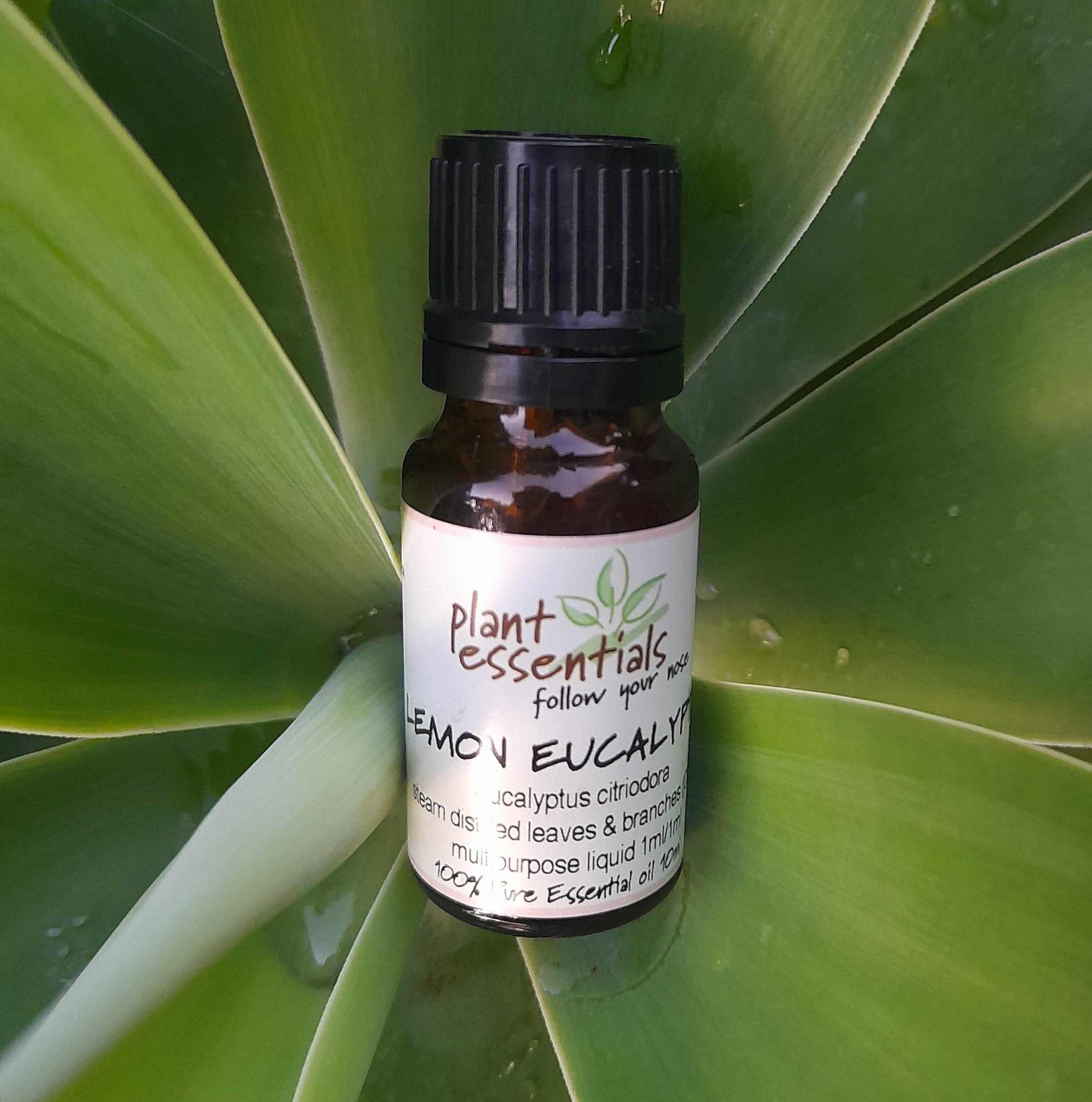 Lemon Scented Eucalyptus Essential Oil