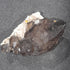 Mooralla Smokey Quartz Double Terminated - Australian