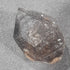 Mooralla Smokey Quartz Double Terminated - Australian