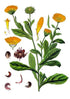Calendula Bio Res Energy drops 30ml