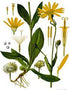 Arnica Bio Res Energy drops 30ml