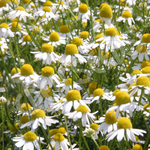Chamomile ~ Seed packet, Eden Seeds
