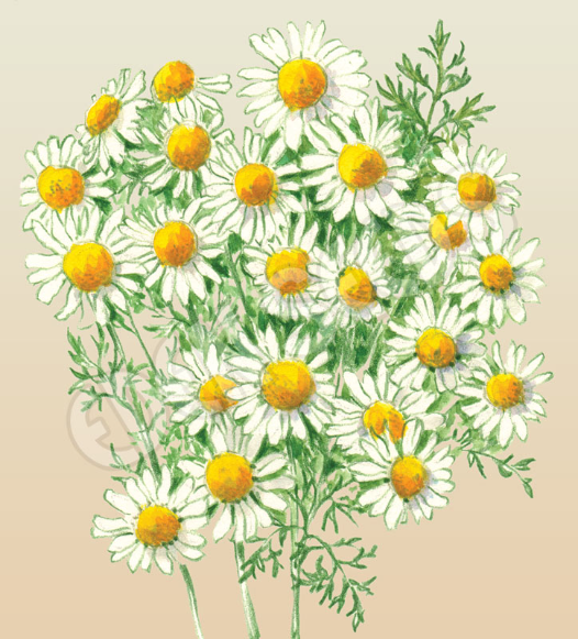 Chamomile ~ Seed packet, Eden Seeds