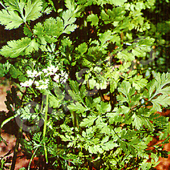 Coriander/Cilantro Slow bolting ~ Seed packet, Eden Seeds