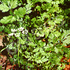 Coriander/Cilantro Slow bolting ~ Seed packet, Eden Seeds