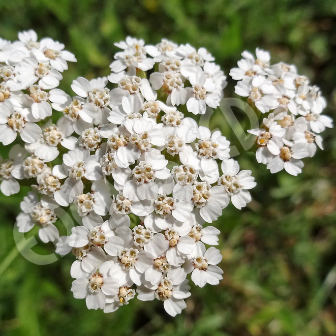 Yarrow ~ Seed packet, Eden Seeds