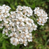 Yarrow ~ Seed packet, Eden Seeds