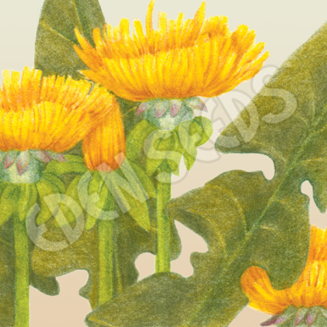Dandelion ~ Seed packet, Eden Seeds