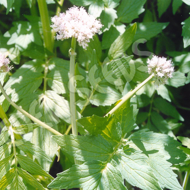 Valerian ~ Seed packet, Eden Seeds