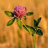 Red clover ~ Seed packet, Eden Seeds
