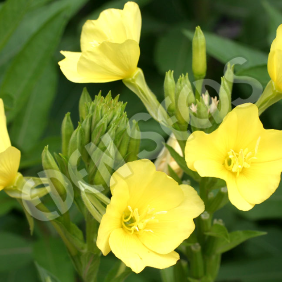 Evening Primrose ~ Seed packet, Eden Seeds