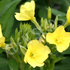 Evening Primrose ~ Seed packet, Eden Seeds