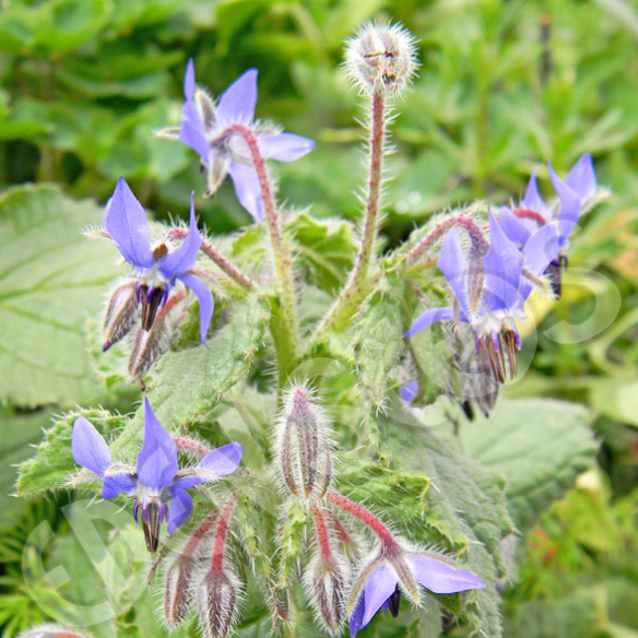 Borage ~ Seed packet, Eden Seeds
